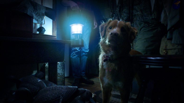 « Good Boy » - Qui est un bon chien ?!